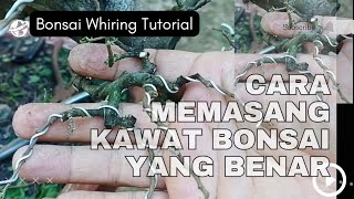 Download lagu Mudah sekali,, cara memasang kawat Bonsai yang benar dan praktis mp3