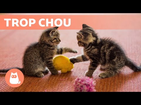 Les meilleures VIDÉOS de CHATONS MIGNONS qui MIAULENT et qui JOUENT 😹