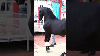 Download lagu chanel nu suscribe jror kreyo ji🙏#shorts #youtubeshorts #whatsappstatus #horselover #ghodi #trending mp3