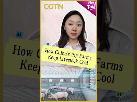 How China's pig farms keep livestock cool