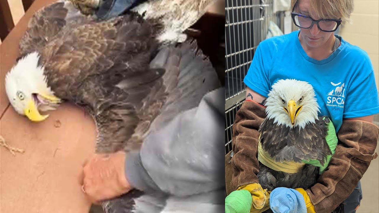 2 Bald Eagles, One Electrocuted, One Found In A Pig Pen, Hoping To Recover