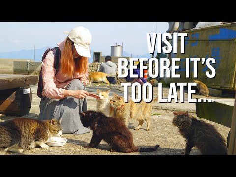 The Sad Reality of Japan's Famous Cat Island | Aoshima