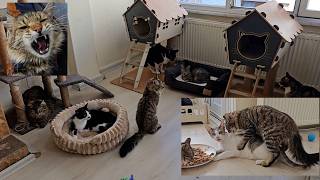 Download lagu The Accident That Changed the Village Casanova Cat's Future Forever mp3