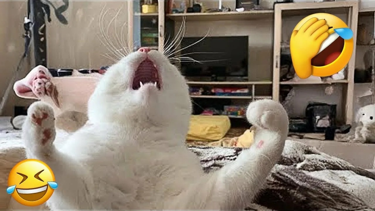 Смешные видео с ЖИВОТНЫМИ 😂 | Самые смешные кошки и собаки 2025 года 🐶😼