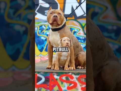 Everything you need to know if you want to own a Pit Bull #dogs #dogs #pitbulldog