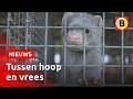 Worden nertsenbedrijven preventief geruimd? | Omroep Brabant