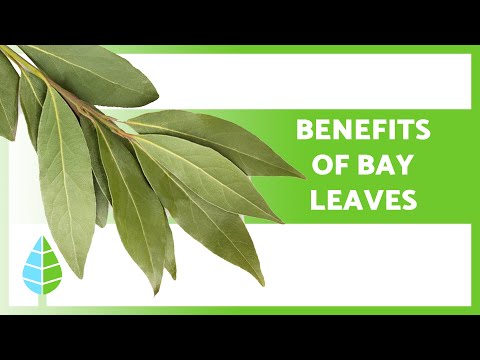 Uses of BAY LEAVES 🌿 (Properties, Benefits and How to Take it)