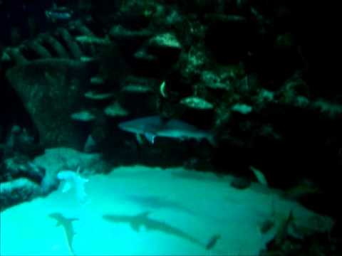 Baby Tiger Sharks Sting Rays and turtles   Sea Life