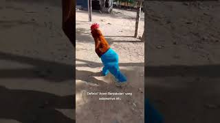 Download lagu BINATANG LUCU : AYAM PAKE CELANA #ayamlucu #ayam #lucu #vidiolucu #uniktapinyata mp3