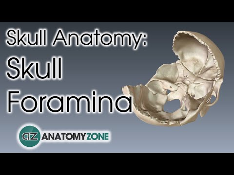 Foramina of the Skull | Skull Anatomy