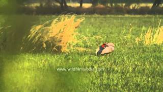 Sarus crane forages in marshland - India