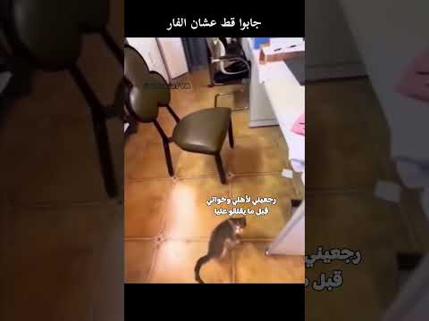 جابوا قط عشان الفار 😂 #قطط #مضحك #فيديوهات_قصيرة