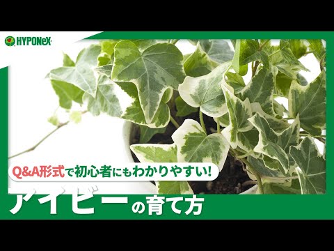 屋内アイビー「シカゴ」 植物