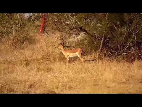 Djuma: Blacksmith Lapwing and Impalas - 09:06 - 07/05/21