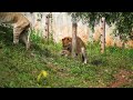 Mating Ligers