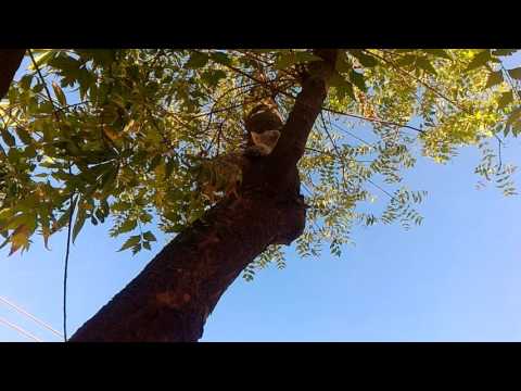 Kitten attack d bird