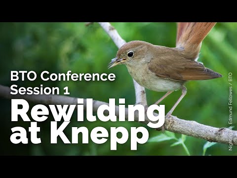 BTO Conference 2021: Session 1 - Symphonious Spring – Rewilding and Birds at Knepp Wildland