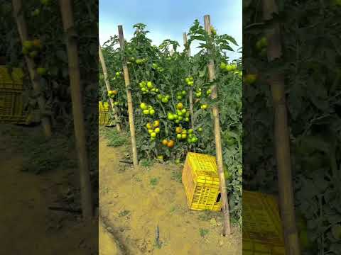 Ultimate Guide to Tomato Farming - From Seed to Harvest