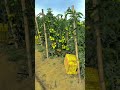 Ultimate Guide To Tomato Farming From Seed To Harvest