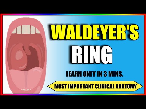 Waldeyer's Ring | Clinical Anatomy
