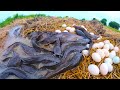 Wow Awesome Fishing Catch A Lot Of Fishes In Under Grass At Field By Hand Top Fishing Skills