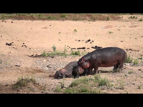 Strange Hippo Behavior Part 2 || ViralHog