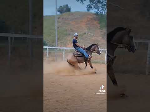 Tipo Yellowstone 🐴