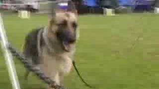 German Shepherd Dog Specialty Show
