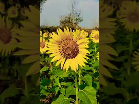 Sun flowers❤️#subscribe #like #share#youtube #viralvideo