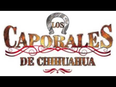 Los Caporales De Chihuahua,Los 500 Novillos.