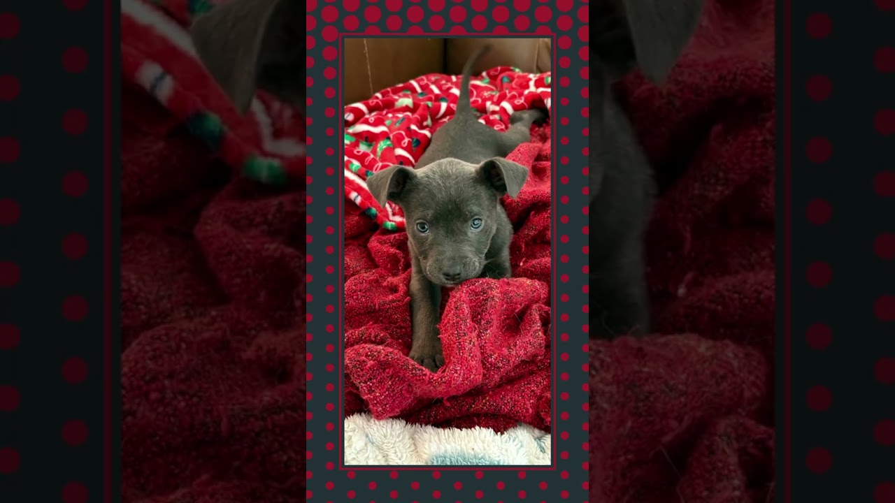 Adorable ASH, a ADOPTABLE mixed breed in Chandler, AZ video 4/5