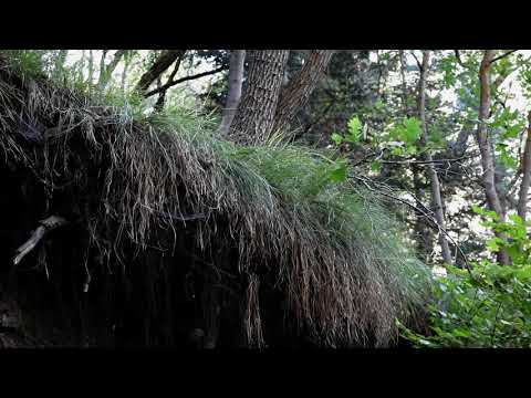 Bcm 216 Pitch and Proof