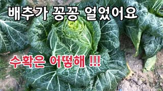 배추가 꽁꽁 얼었어요 그래도 수확은 해야지요 꽁꽁 언 배추 수확방법