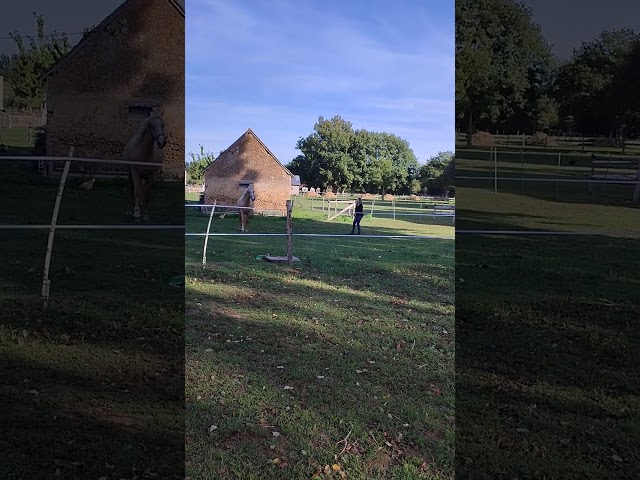 VENDS PONEY PFS PALOMINO DE 2024