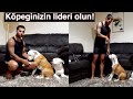 Köpeginizin sizi lider alfa olarak görmesi için çok basit 3 teknik how to be alpha dogs Köpeginizin sizi lider alfa olarak görmesi için çok basit 3 teknik how to be alpha dogs