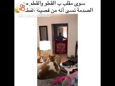 سوى مقلب ب القطو والقطو من الصدمه نسى أنه من فصيلة القطط