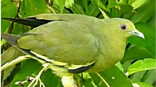 Download lagu Masteran gacor untuk pikat burung punai daun liar suara pancingan | kicau suara burung mp3 Download lagu Masteran gacor untuk pikat burung punai daun liar suara pancingan | kicau suara burung mp3