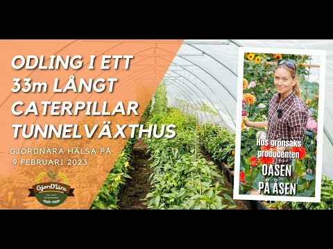 Odling i 33m långt Caterpillar Tunnelväxthus hos den småskaliga grönsaksodlingen Oasen på Åsen