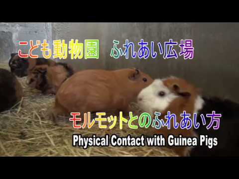 東山動植物園・モルモットとのふれあい方