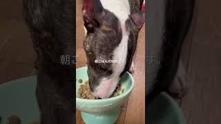 2026.4.5朝ごはん#ブルテリア#bullterrier#犬#犬との暮らし#愛犬#dog#可愛い#わんこ#お散歩#family#パピー #仔犬