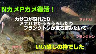 【水中カメラライブ配信】Nカメ Pカメ復活祭！【金曜定期便】