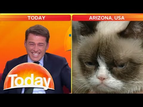 Reporter can't stop laughing at Grumpy Cat