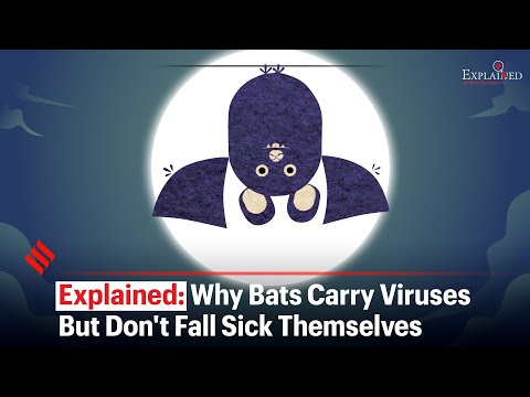 Explained: Why Bats Carry Viruses But Don't Fall Sick Themselves