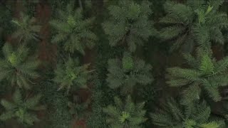 Miniatura do vídeo