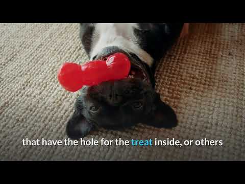 How To Stop Your Dog From Chewing The Furniture