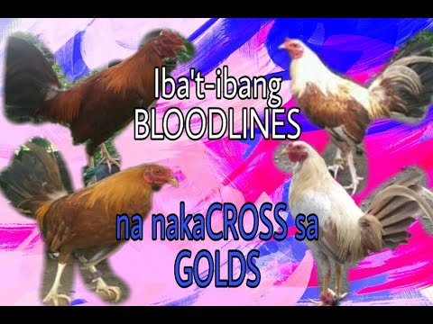 Ibat-ibang bloodlines crosses sa gold