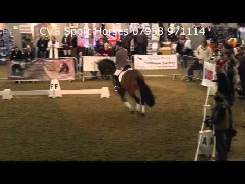 Bubble Up at BBSH Stallion Show, 5 Jan 2013