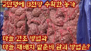 2만평에 8천망 수확 한 농가의 마늘 건조 방법과 마늘 재배지 밭준비 관리 방법은?