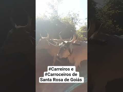 Os #carreiros e # carroceiros de #santarosadegoias após participarem da #romariadetrindade , Goiás