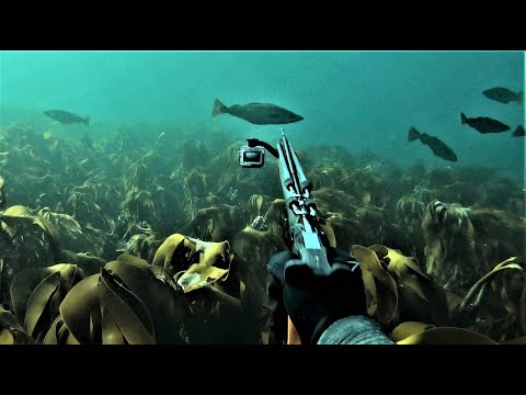 Spearfishing Norway, September 2022